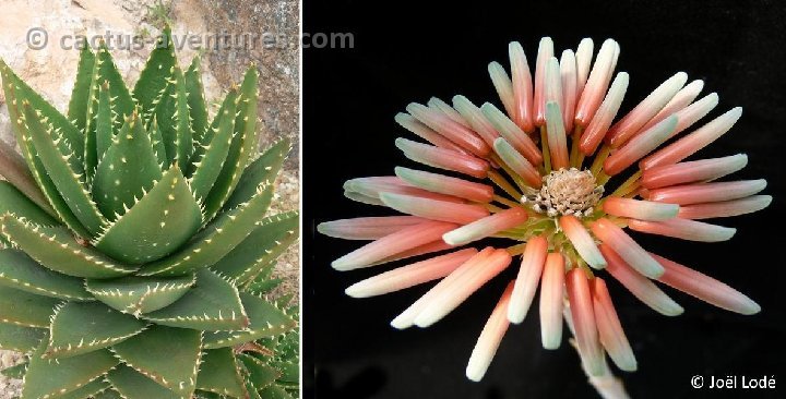 Aloe distans (infl.) P1030477